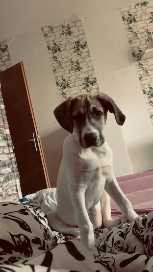 hunde welpen 