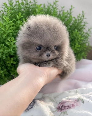 Wunderschöner Mini blauer Pomeranian-Rüde