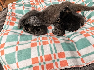 Wunderschöne BKH-Mix Kitten suchen ein liebevolles Zuhause    Bild 7