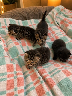 Wunderschöne BKH-Mix Kitten suchen ein liebevolles Zuhause    Bild 8