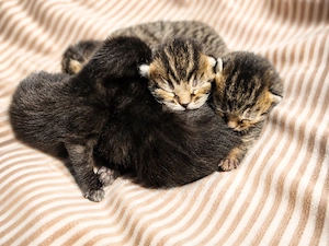 Wunderschöne BKH-Mix Kitten suchen ein liebevolles Zuhause    Bild 4