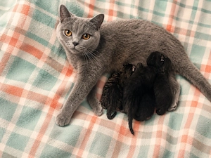 Wunderschöne BKH-Mix Kitten suchen ein liebevolles Zuhause    Bild 6