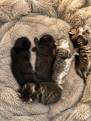 Wunderschöne BKH-Mix Kitten suchen ein liebevolles Zuhause    Bild 5