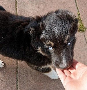 Husky Mix Welpen 