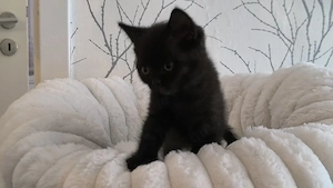 Unsere süße Britisch Kurzhaar (BKH) Kitten sucht ein liebevolles neues Zuhause