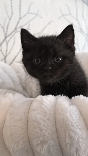 Unsere süßen Britisch Kurzhaar (BKH) Kitten suchen ein liebevolles neues Zuhause