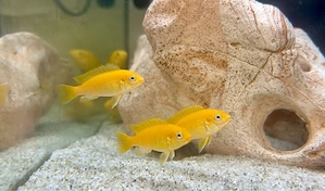 Gelber Labidochromis "Yellow" Malawi