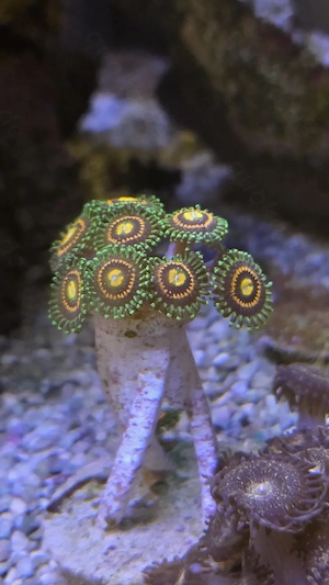 Zoanthus, Zoa Rainbow Incinerator, Koralle 