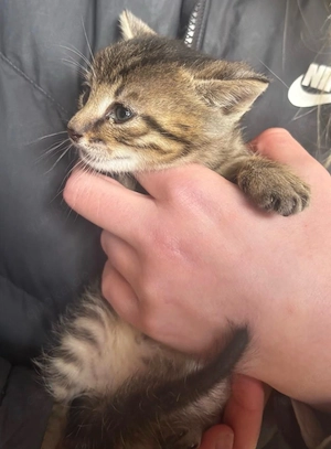 Katzenbabys vom Bauernhof in liebevolle Hände abzugeben Bild 4