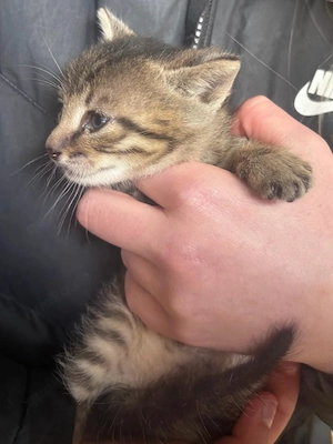 Katzenbabys vom Bauernhof in liebevolle Hände abzugeben Bild 3
