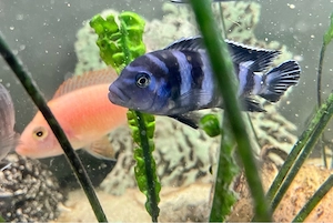 Pseudotropheus Demasoni * Chindongo Demasons Maulbrüter