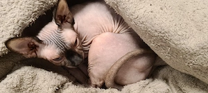  Kanadische Sphynx 4 Jahre, Sterilisiert ,Blaue Augen  Bild 3