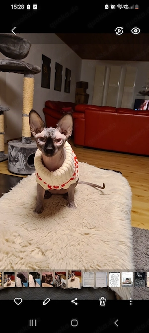  Kanadische Sphynx 4 Jahre, Sterilisiert ,Blaue Augen 