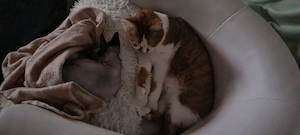  Kanadische Sphynx 4 Jahre, Sterilisiert ,Blaue Augen  Bild 2