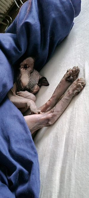  Kanadische Sphynx 4 Jahre, Sterilisiert ,Blaue Augen  Bild 4