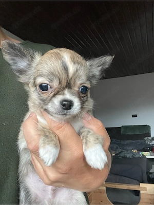 Noch ein Chihuahua Welpe (Rüde) sucht seine Familie Bild 3