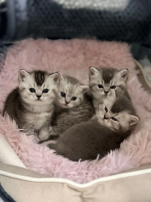 BKH Kitten Blue, Silver Tabby