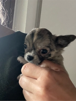 Noch ein Chihuahua Welpe (Rüde) sucht seine Familie