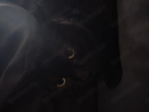 Bombaykatze Kater zum verkauf