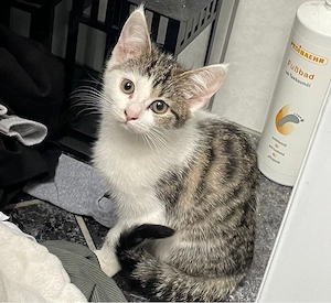babykatze mädchen 