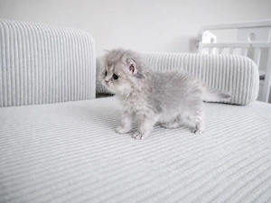 Blue golden shaded Langhaar Bube Kitten 