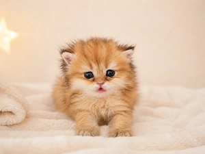 Britisch Langhaar black golden shaded Mädchen Kitten 