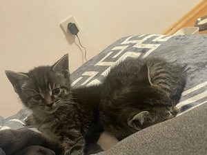 katzenbabys 