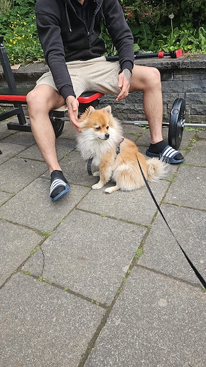Zwergspitz Roki