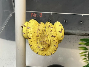 Morelia Viridis Nachzuchten zu verkaufen