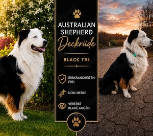 Australian Shepherd Black Tri Erfahrener Deckrüde (Kein Verkauf)