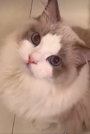     Ragdoll-Deckkater     