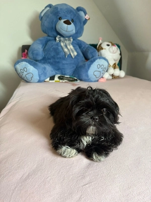 Shih Tzu Welpe Rüde