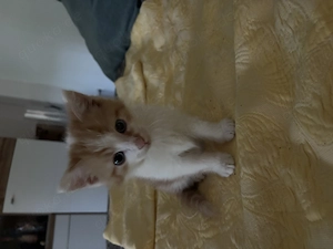 Kitten Baby katzen