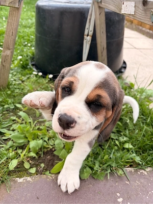 Beagle Welpe Rüde