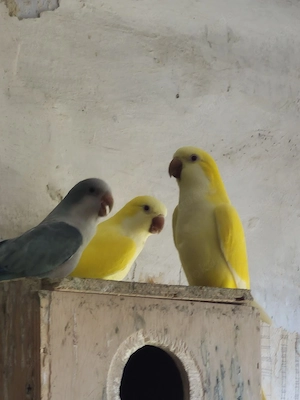 mönchsittiche paar und ein Weibchen 