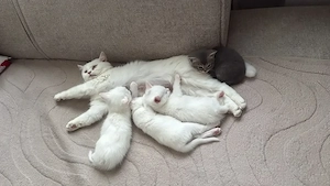 Katzenbabys zu verkaufen