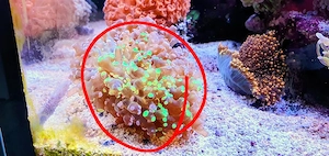 Euphyllia Paraancora abzugeben 