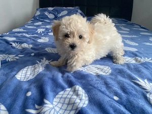 Bichon-Welpe, 7 Wochen alt