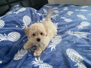 Bichon-Welpe, 7 Wochen alt