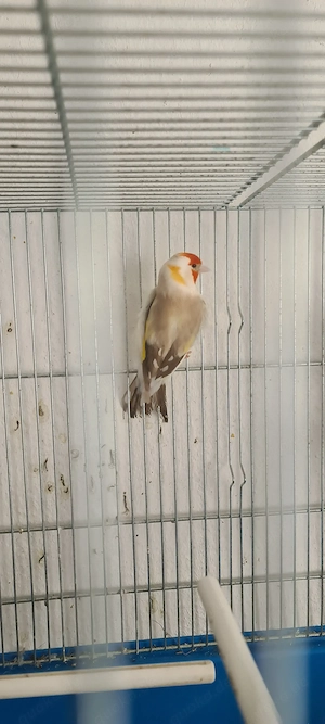 Schone und gesunde Vogel verkaufen, oder Tauchen 