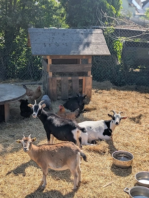 suche Zwergziegen Bock 