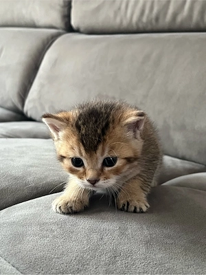 4 BKH mix kitten   Bild 5