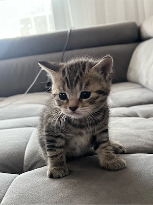 4 BKH mix kitten   Bild 3