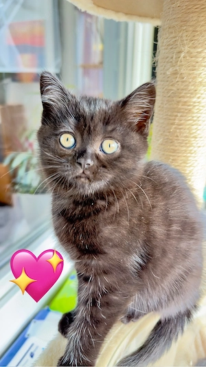 BKH Kitten zu verkaufen  (  schoko )  650 EURO   Oberndorf am Neckar.    