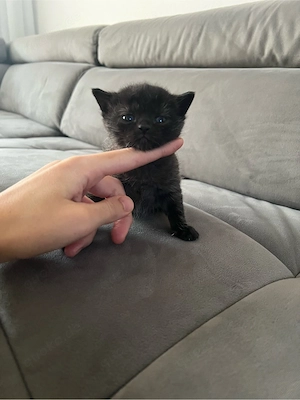4 BKH mix kitten   Bild 4