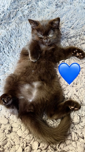 BKH Kitten zu verkaufen  (  schoko )  650 EURO   Oberndorf am Neckar.    