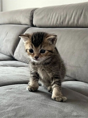 4 BKH mix kitten   Bild 6