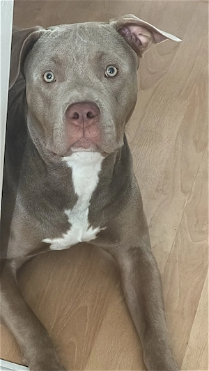 *American bully Hündin mit Abkc papieren*