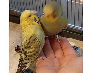   Wellensittich    handzahm