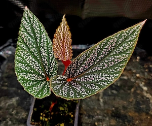 Begonia Benigo Pink WYSIWYG 